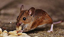 24 Hour & Emergency Exterminators in Hawaiian Gardens, CA